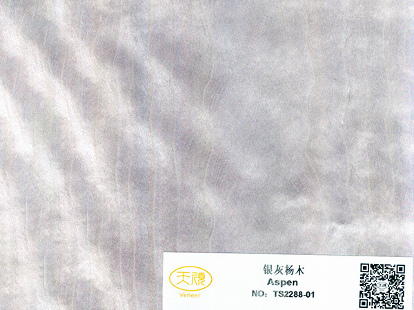 銀灰楊木